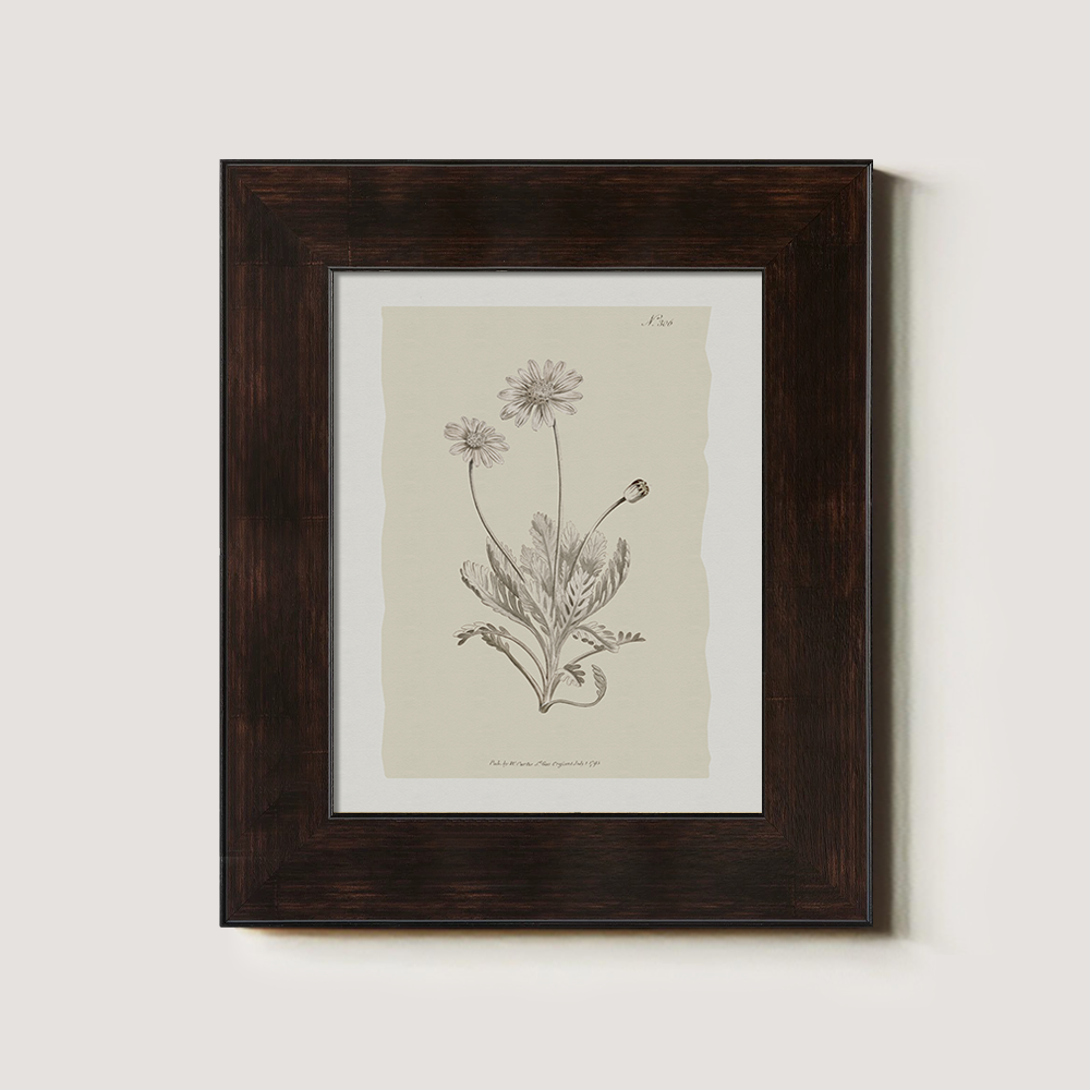 Vintage Matricaria Chamomilla Botanical Etching