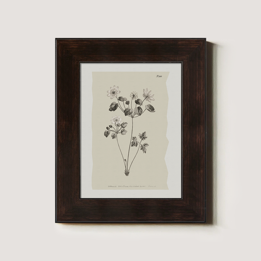 Vintage Anemone Sylvestris Botanical Etching