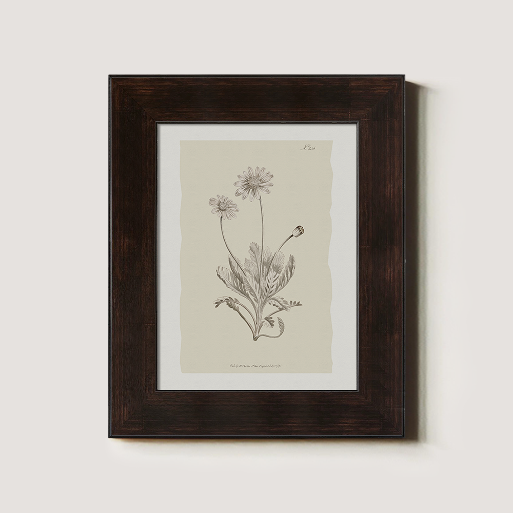 Vintage Matricaria Chamomilla Botanical Etching