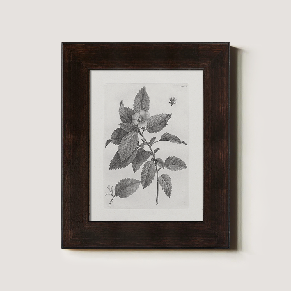 Vintage Collinsonia Botanical Etching