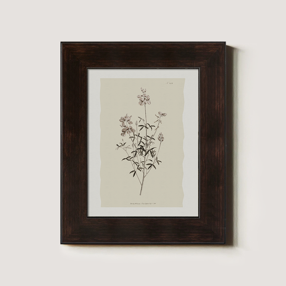 Vintage Lotus Corniculatus Botanical Etching