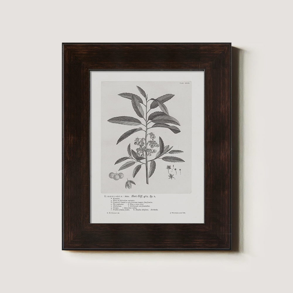 Vintage Kigelia Africana Botanical Etching