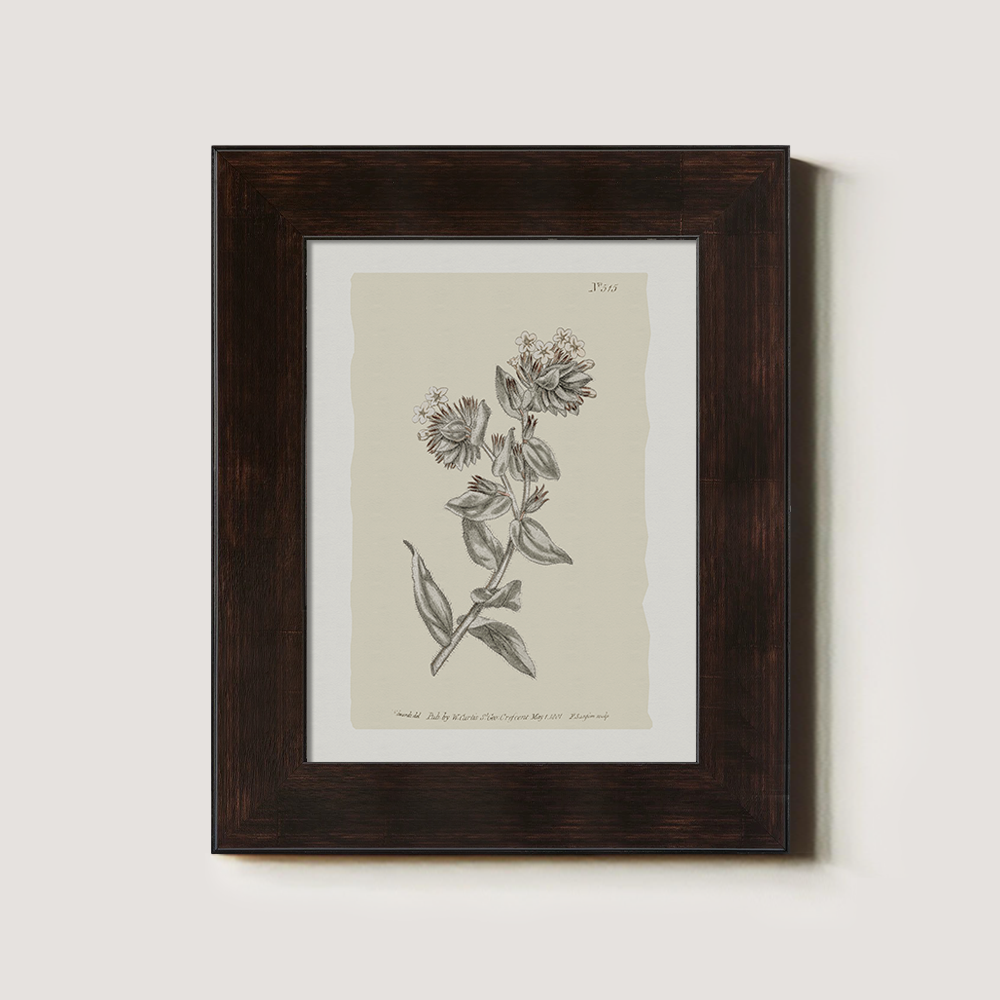 Vintage Bupleurum Botanical Etching