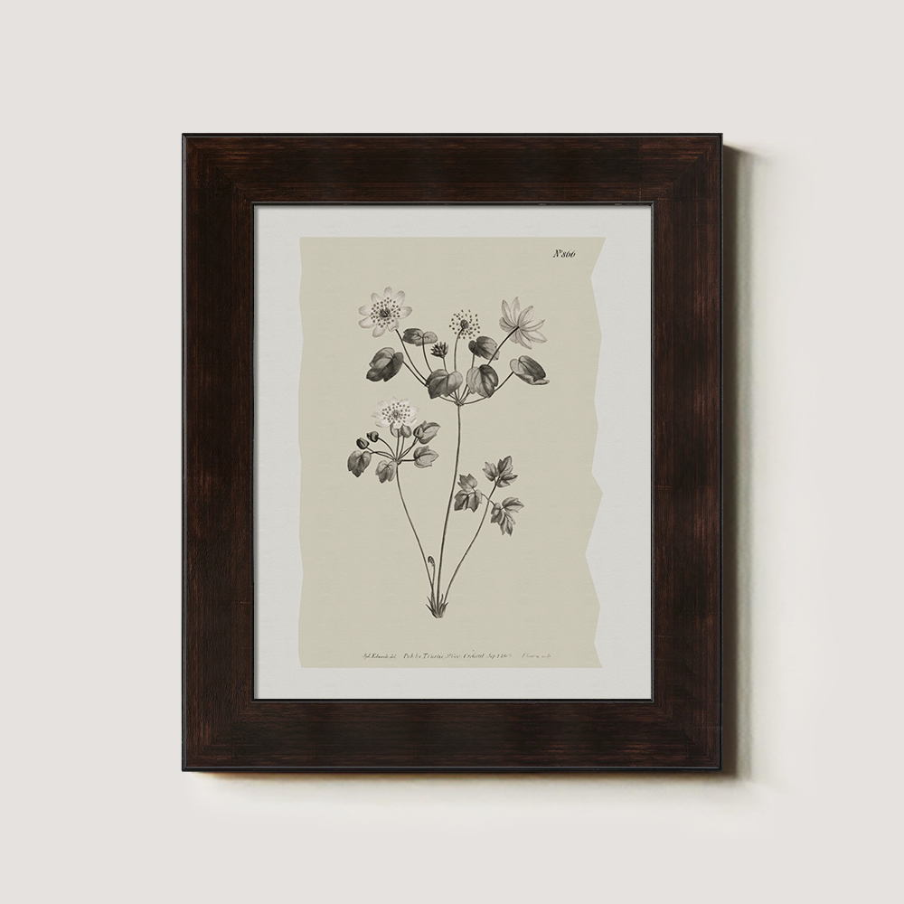 Vintage Anemone Sylvestris Botanical Etching