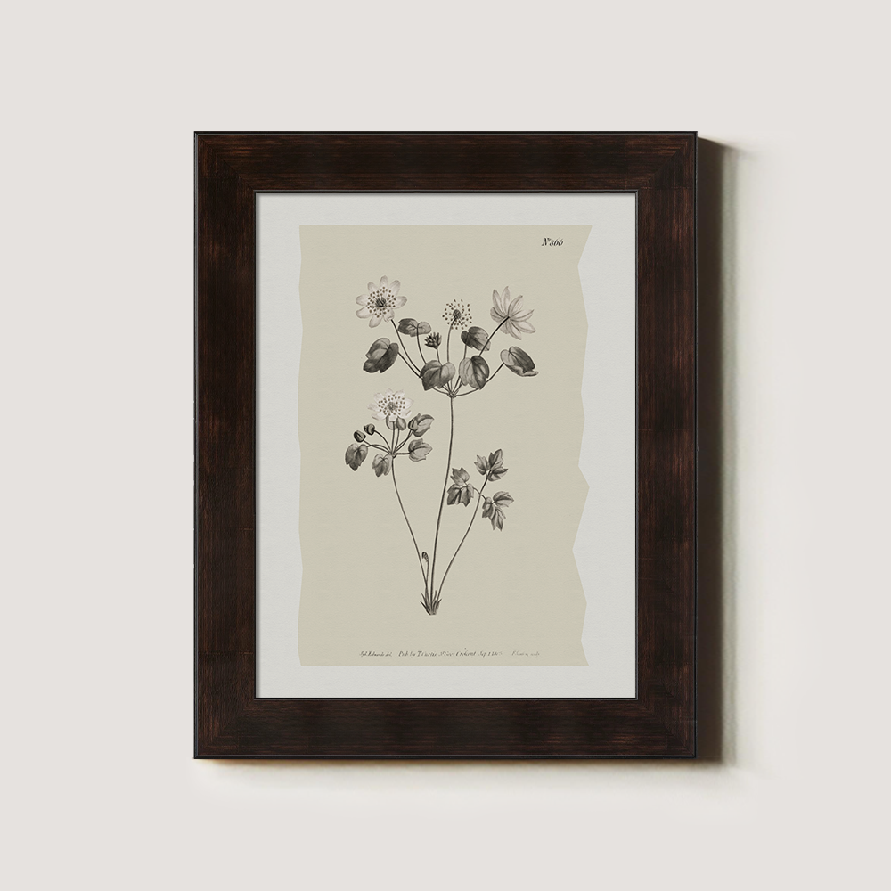 Vintage Anemone Sylvestris Botanical Etching
