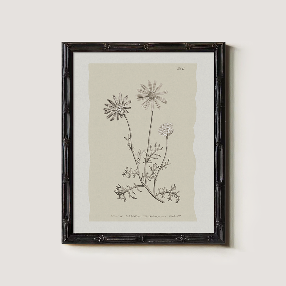 Vintage Leucanthemum Vulgar e Botanical Etching
