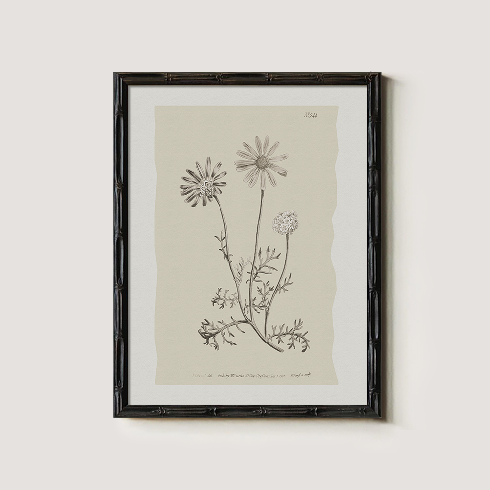 Vintage Leucanthemum Vulgar e Botanical Etching