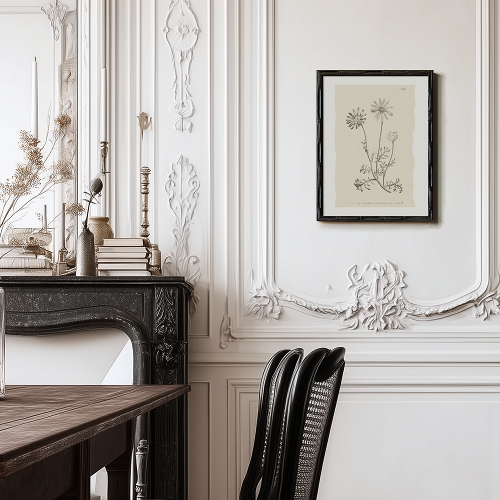 Vintage Leucanthemum Vulgar e Botanical Etching