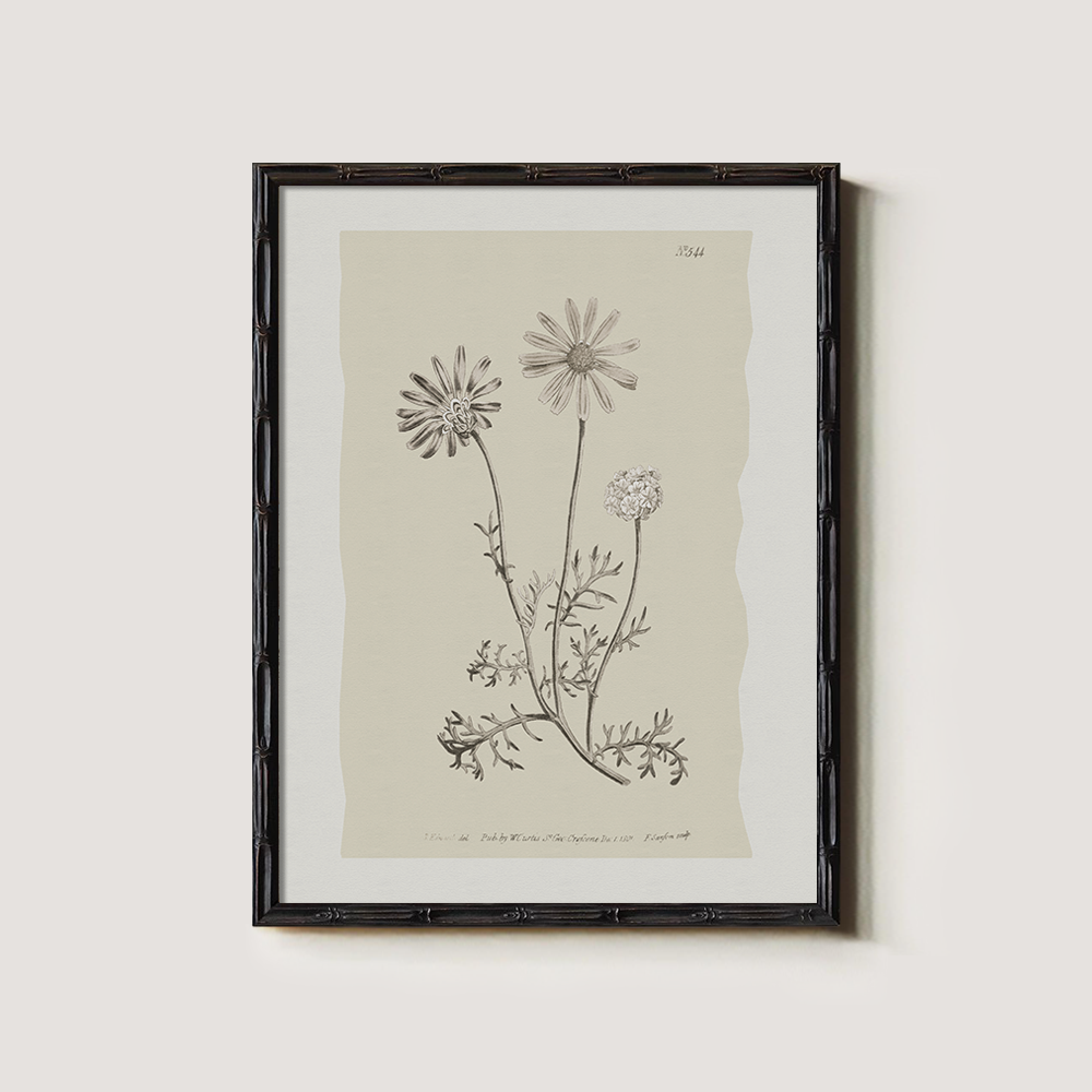 Vintage Leucanthemum Vulgar e Botanical Etching