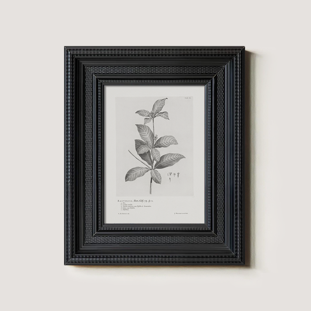 Vintage Randia Aculeata Botanical Etching