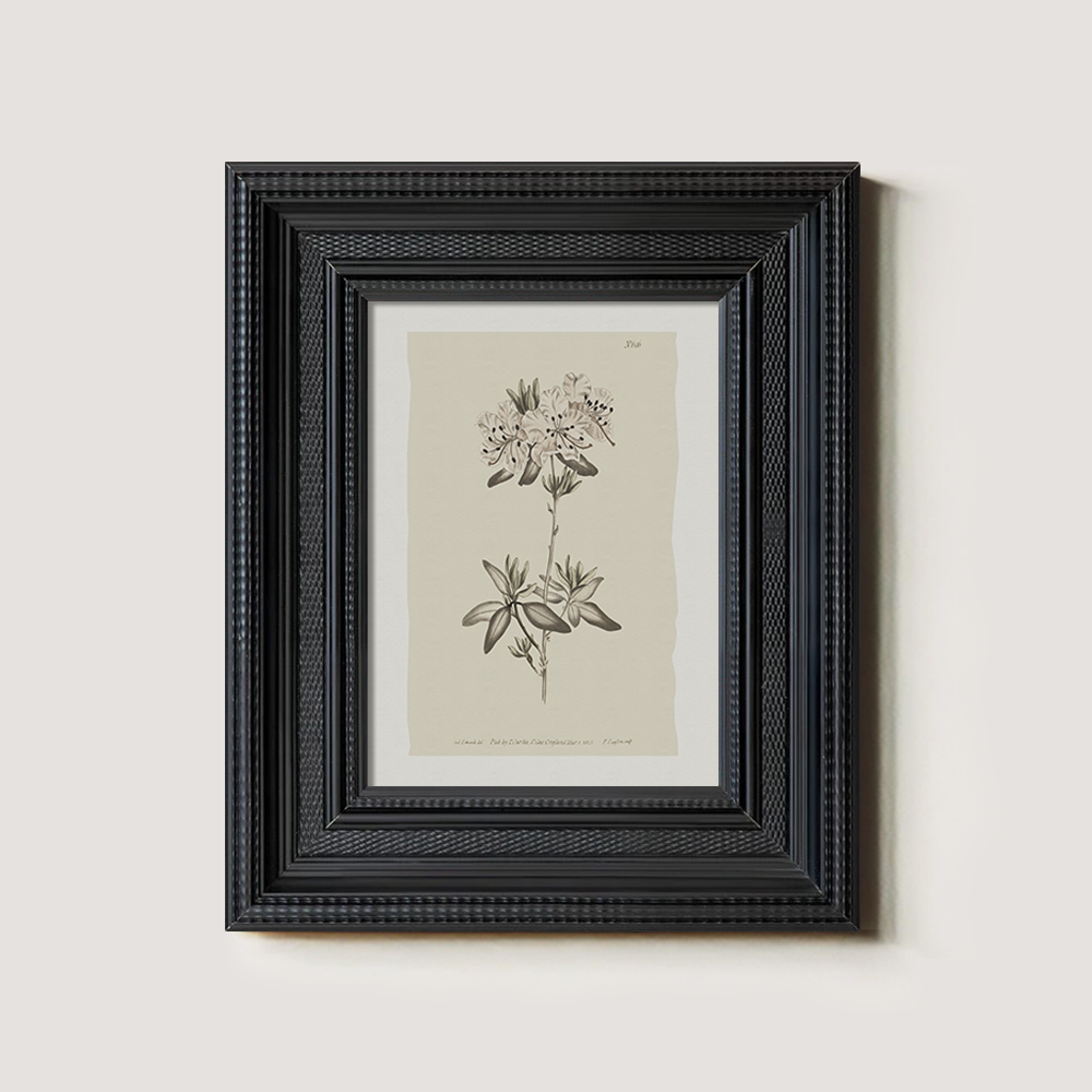 Vintage Plumbago Europaea Botanical Etching