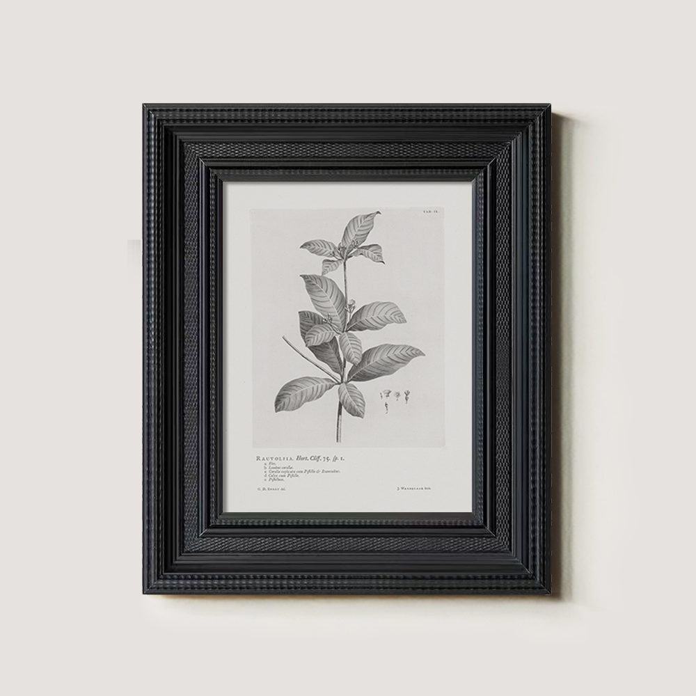 Vintage Randia Aculeata Botanical Etching