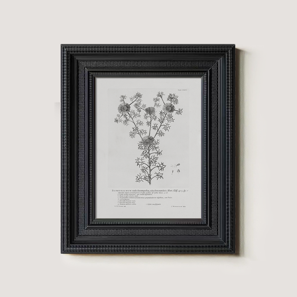 Vintage Buphthalmum Maculatum Botanical Etching