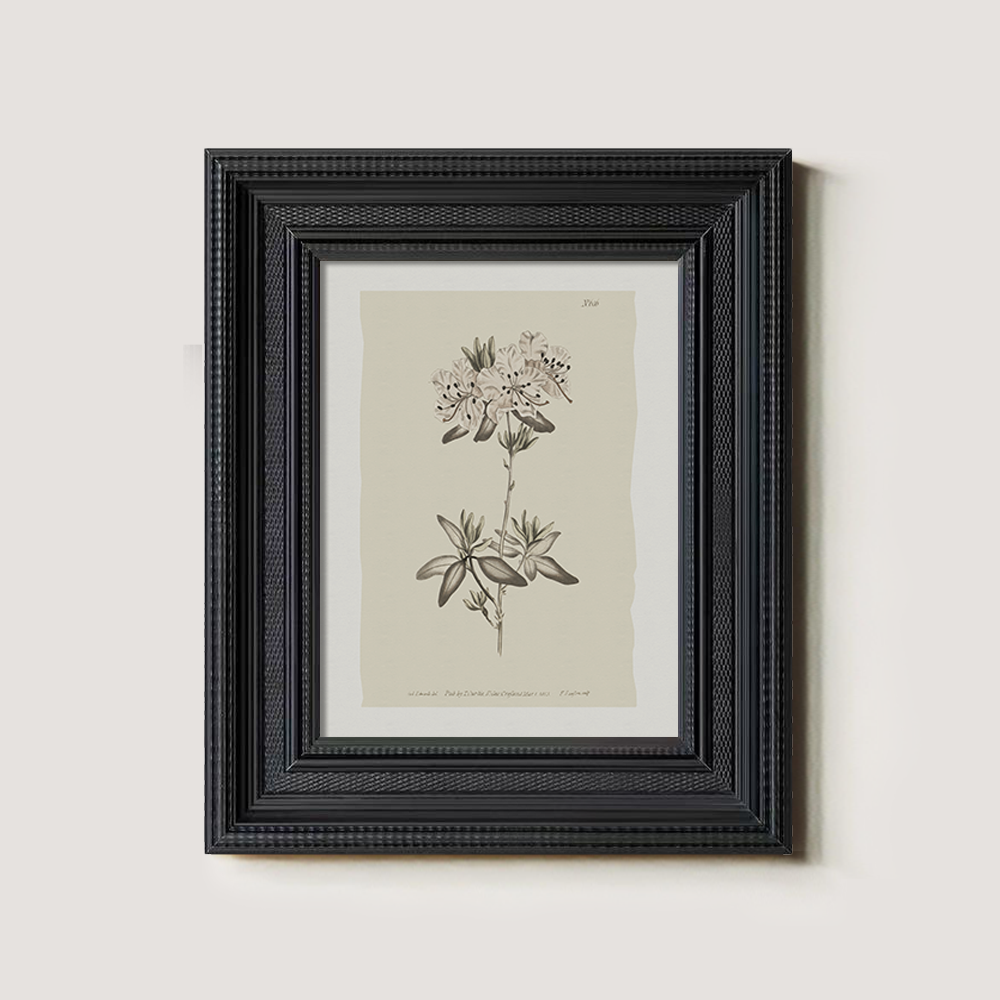 Vintage Plumbago Europaea Botanical Etching