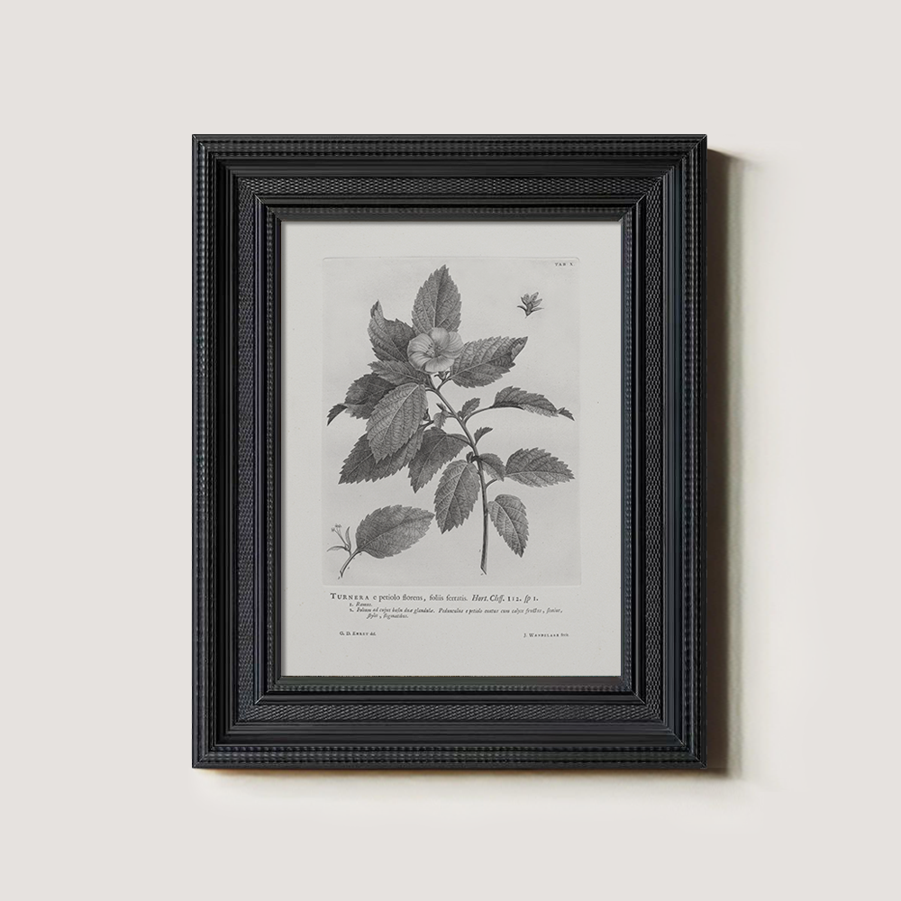Vintage Turnera Ulmifolia Botanical Etching