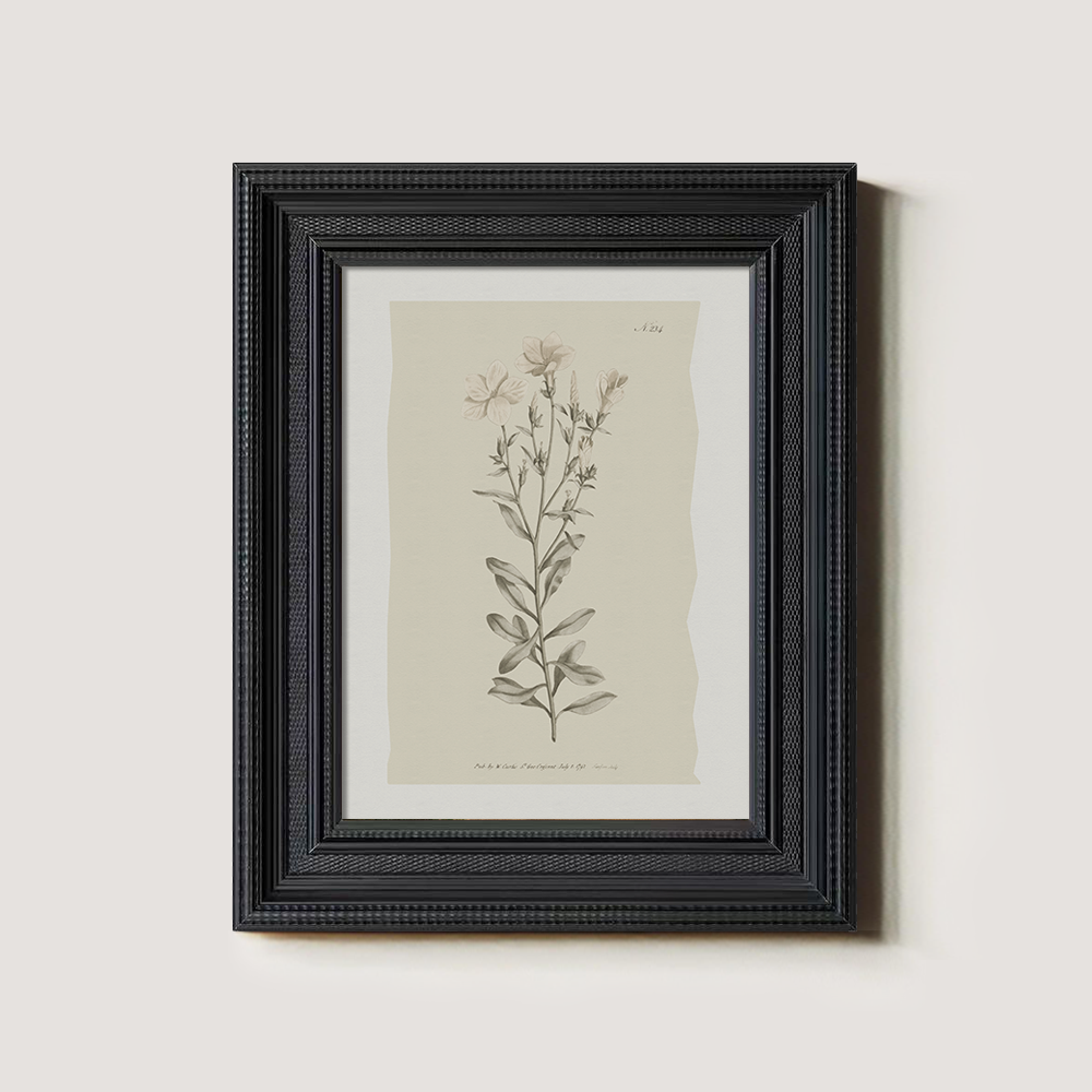 Vintage Epilobium Montanum Botanical Etching