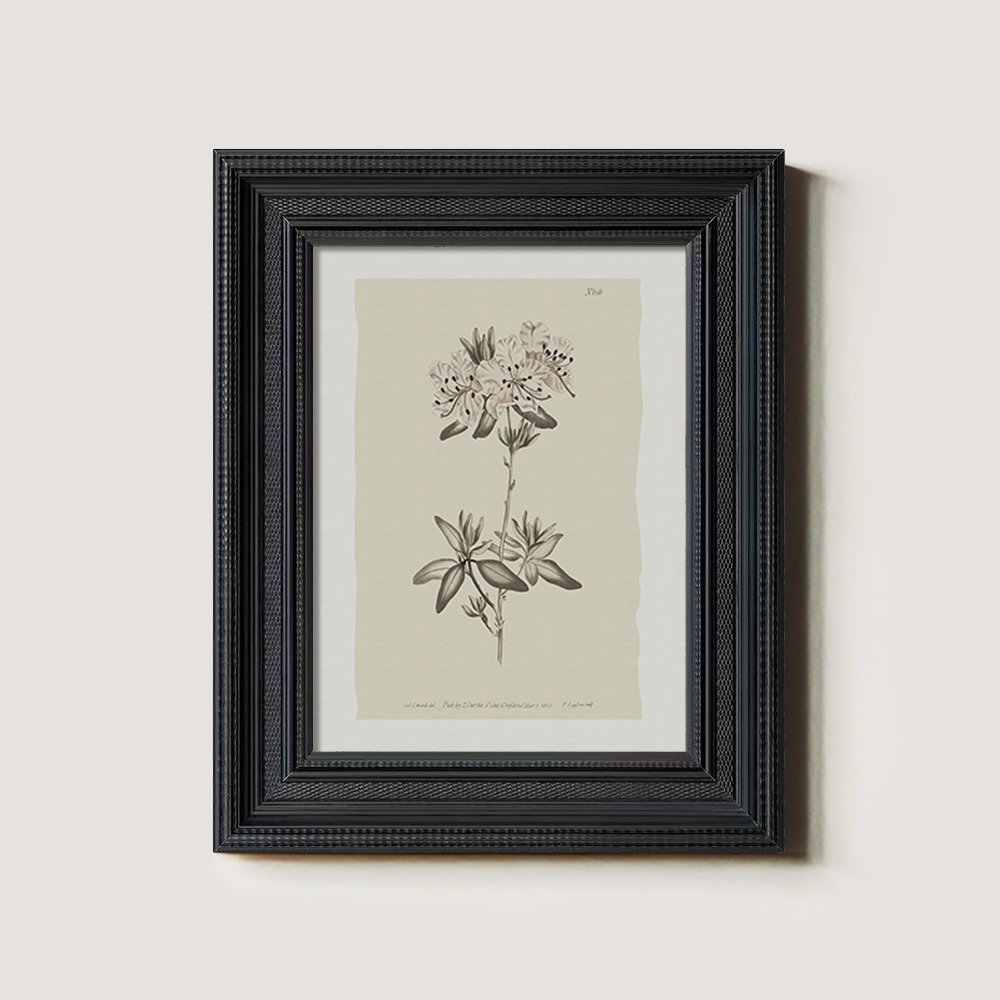 Vintage Plumbago Europaea Botanical Etching