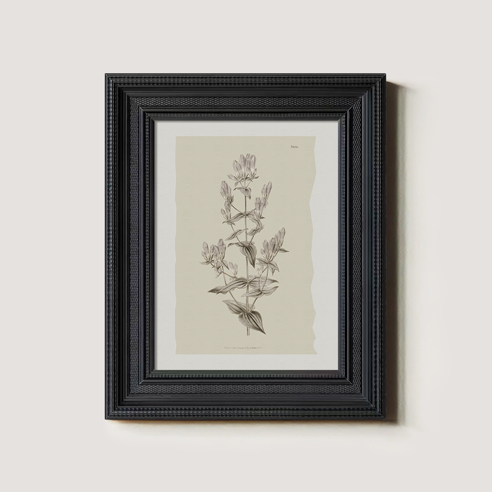 Vintage Campanula Latifolia Botanical Etching