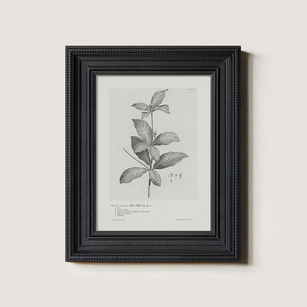 Vintage Randia Aculeata Botanical Etching