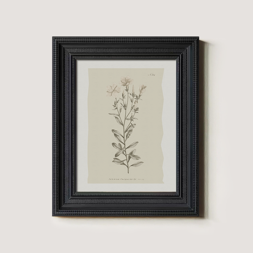 Vintage Epilobium Montanum Botanical Etching