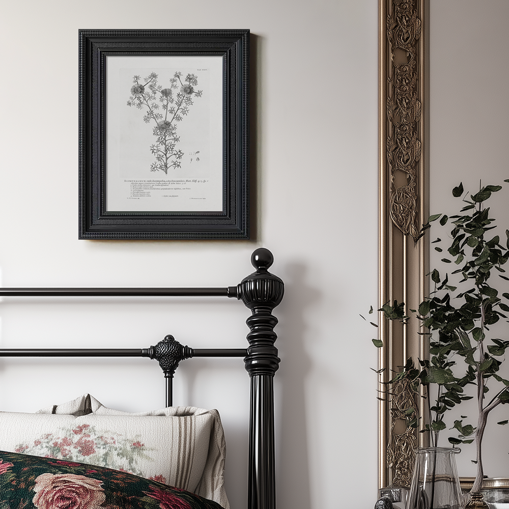 Vintage Buphthalmum Maculatum Botanical Etching