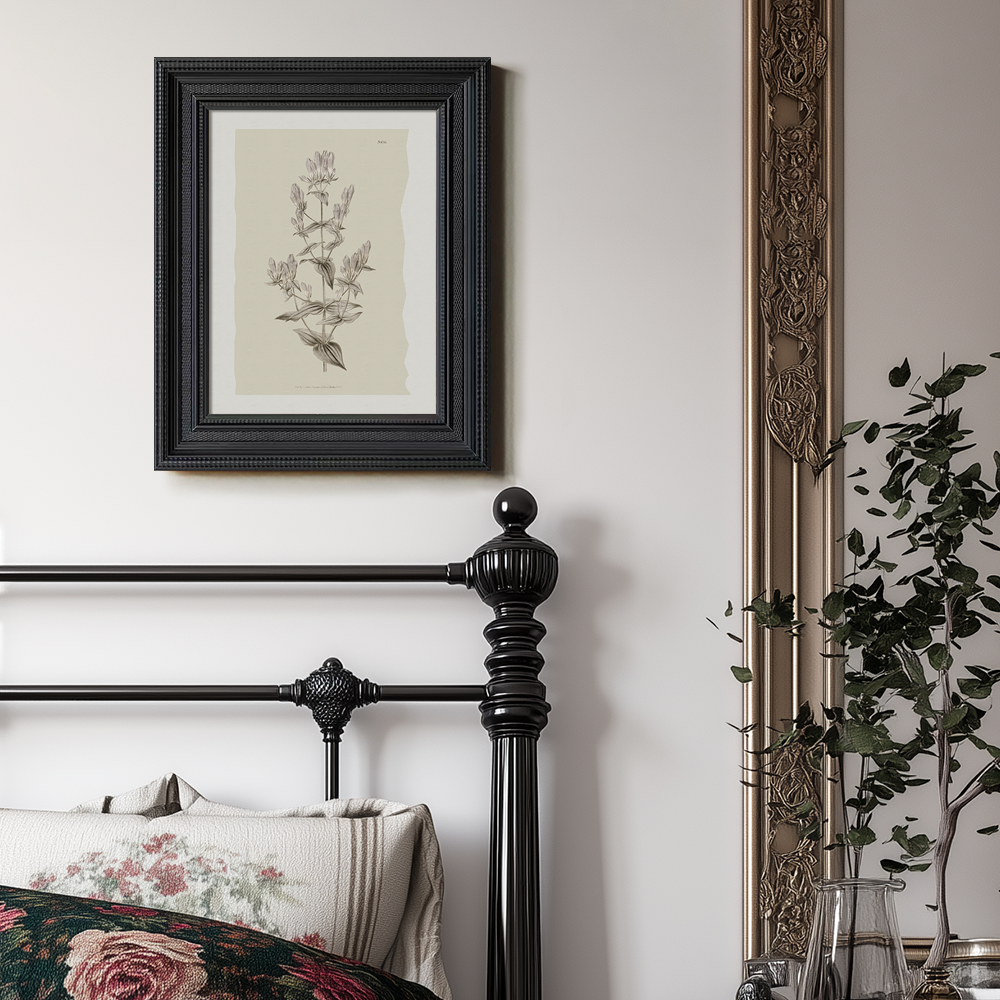 Vintage Erica Massonii Botanical Etching