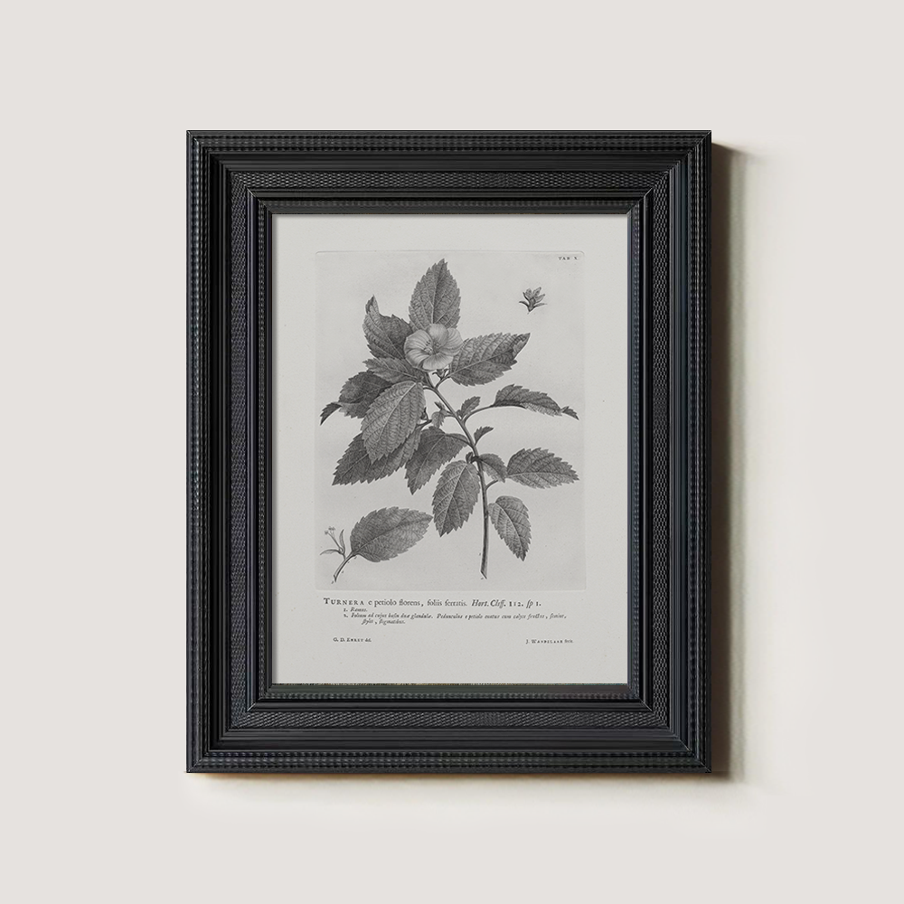 Vintage Turnera Ulmifolia Botanical Etching
