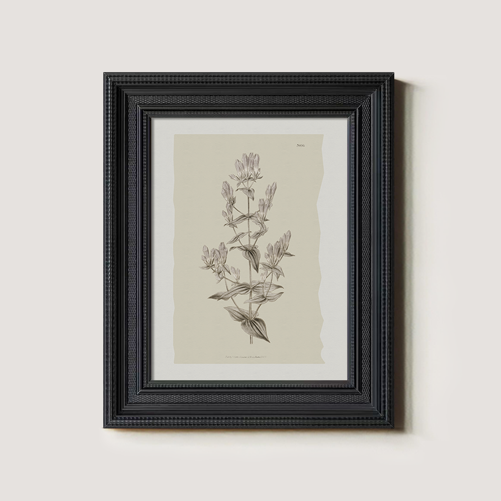 Vintage Erica Massonii Botanical Etching