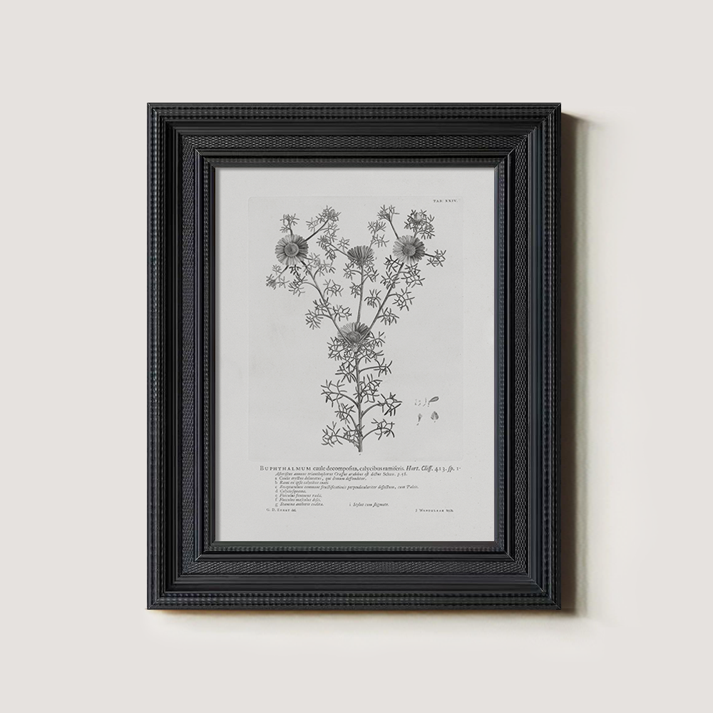 Vintage Buphthalmum Maculatum Botanical Etching