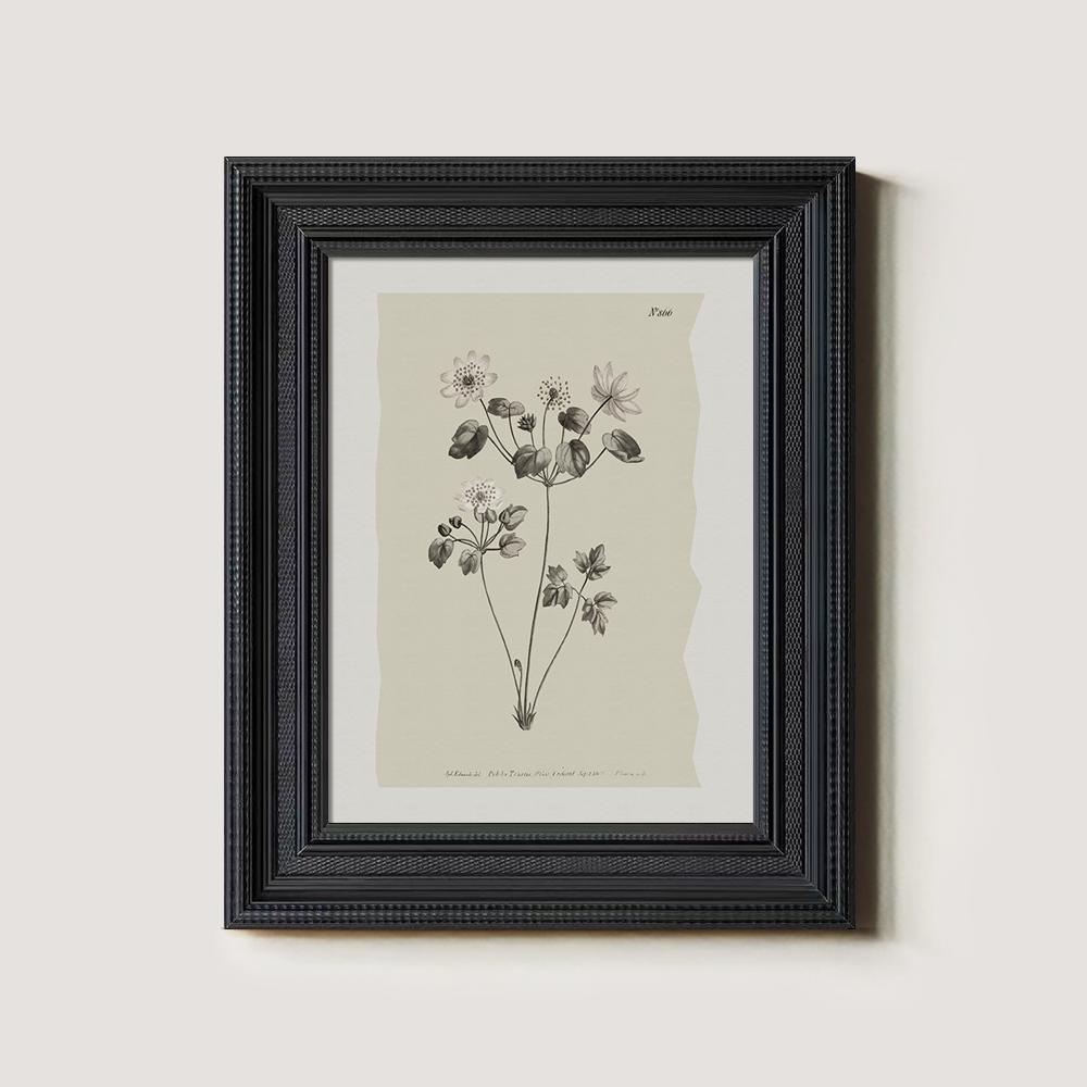 Vintage Anemone Sylvestris Botanical Etching
