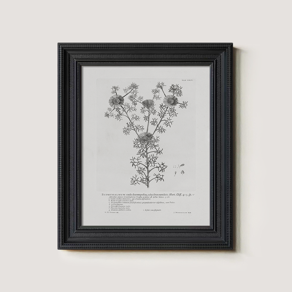 Vintage Buphthalmum Maculatum Botanical Etching