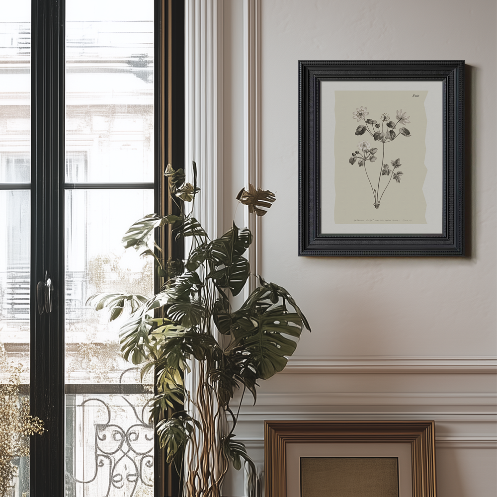 Vintage Anemone Sylvestris Botanical Etching