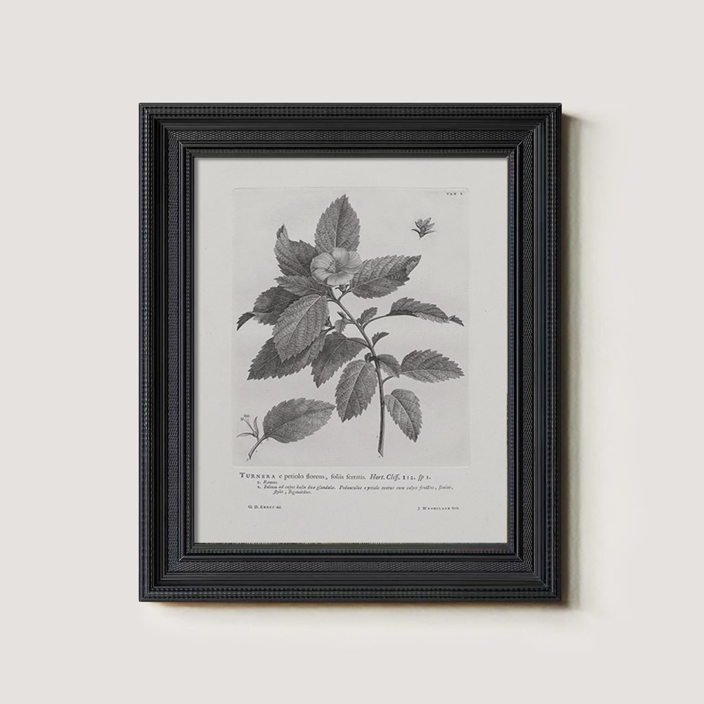Vintage Turnera Ulmifolia Botanical Etching