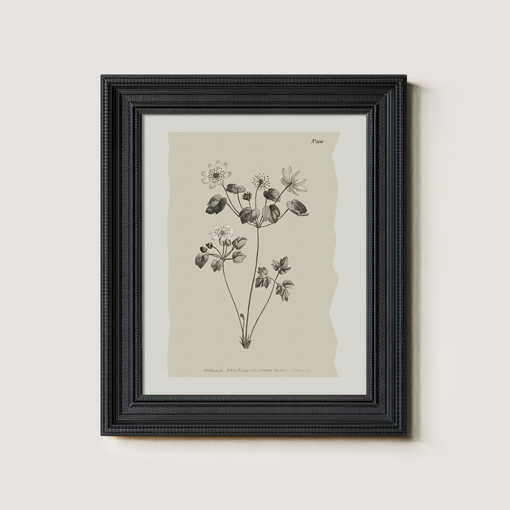 Vintage Anemone Sylvestris Botanical Etching
