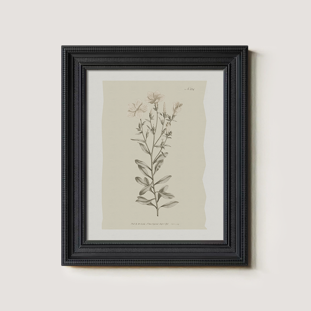 Vintage Epilobium Montanum Botanical Etching