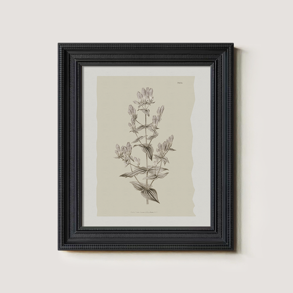 Vintage Campanula Latifolia Botanical Etching
