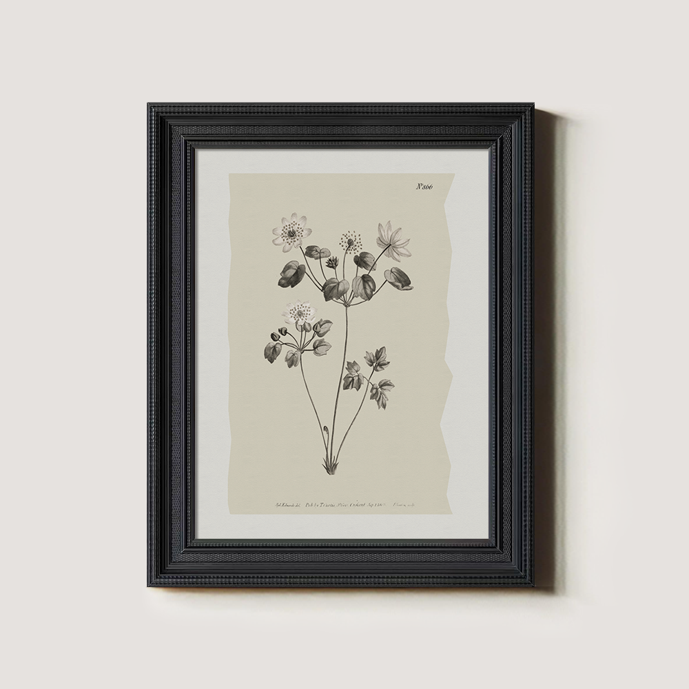Vintage Anemone Sylvestris Botanical Etching