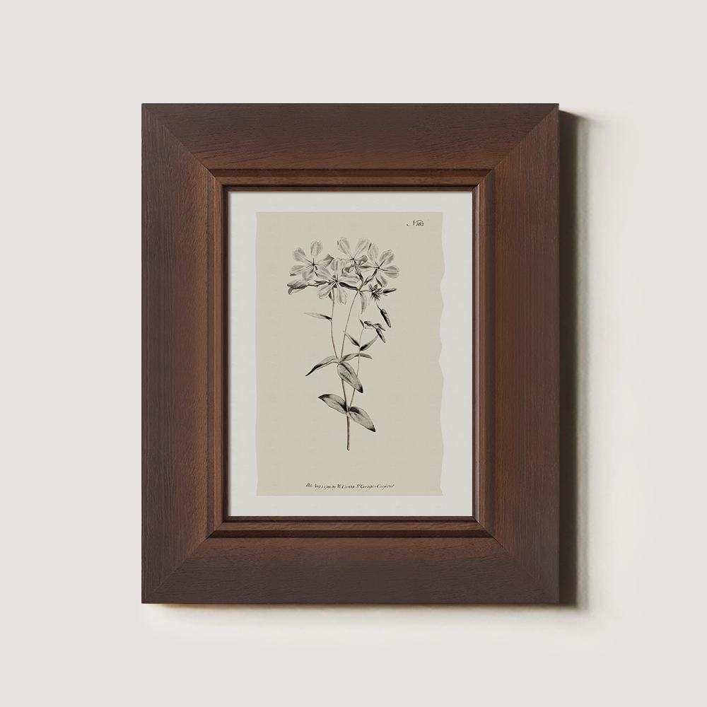 Vintage Stellaria Holostea Botanical Etching