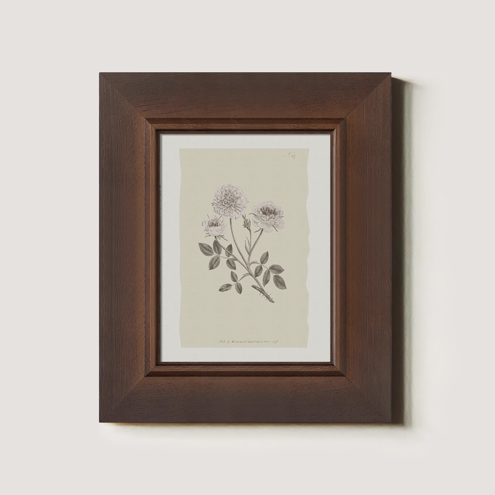 Vintage Rosa Centifolia Botanical Etching