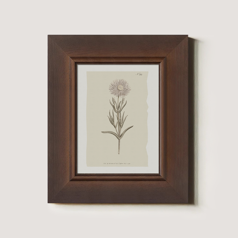 Vintage Onopordum Acanthium Botanical Etching