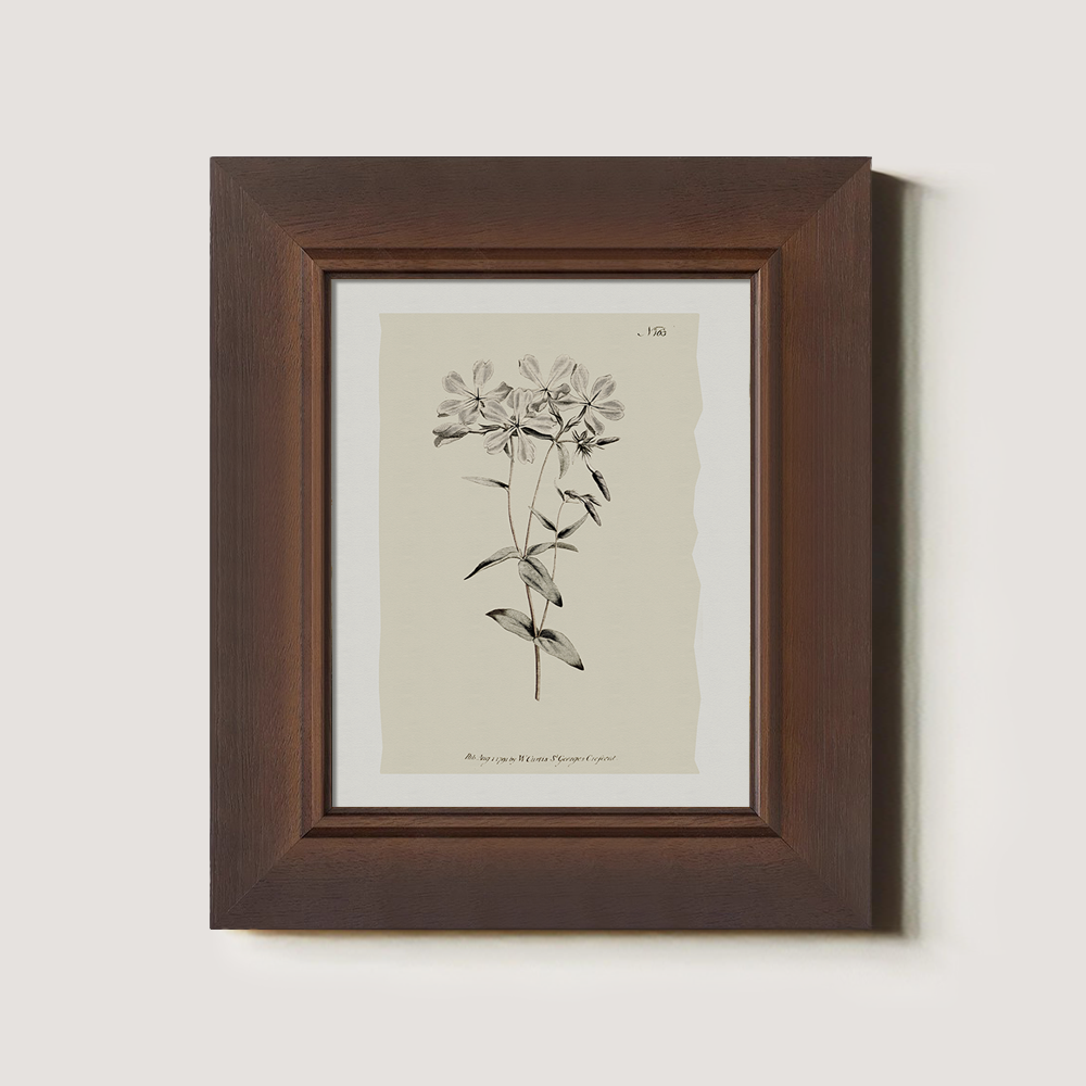 Vintage Stellaria Holostea Botanical Etching