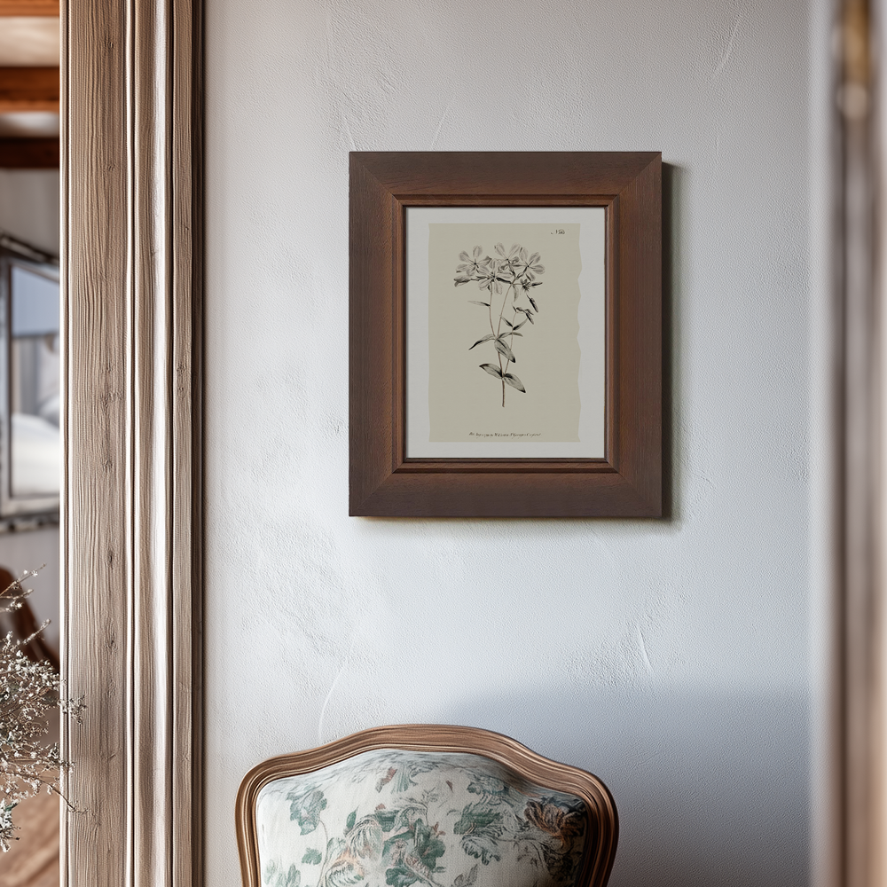 Vintage Stellaria Holostea Botanical Etching