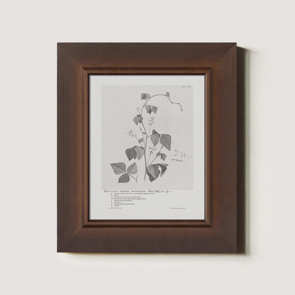 Vintage Kautia Hart Botanical Etching