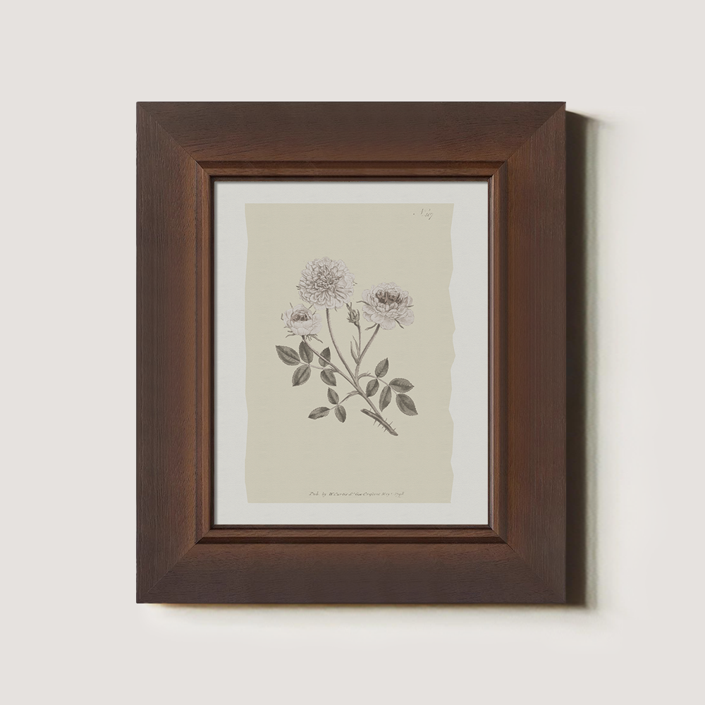 Vintage Rosa Centifolia Botanical Etching