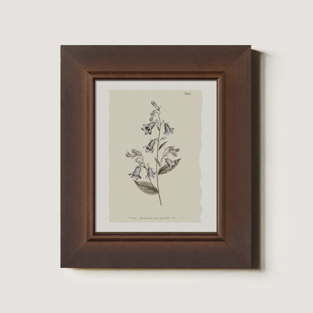 Vintage Digitalis Purpurea Botanical Etching