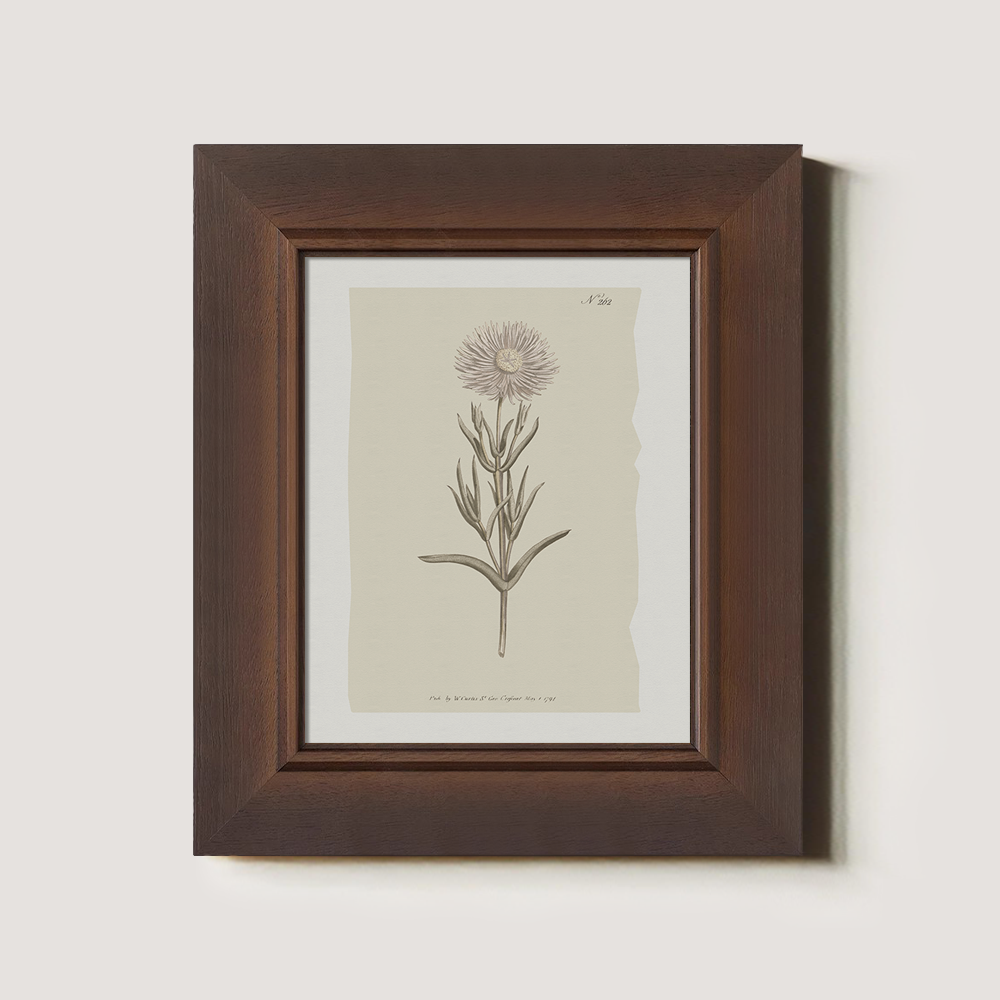 Vintage Onopordum Acanthium Botanical Etching