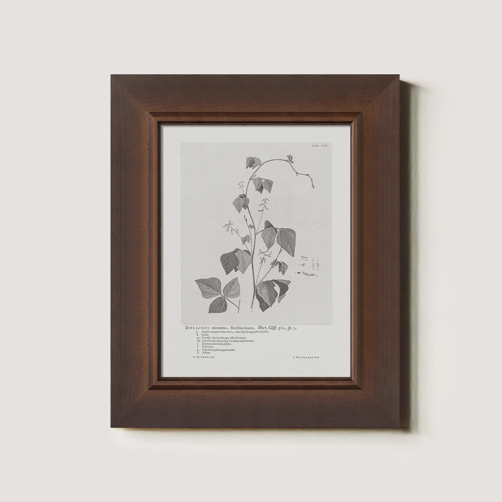 Vintage Kautia Hart Botanical Etching