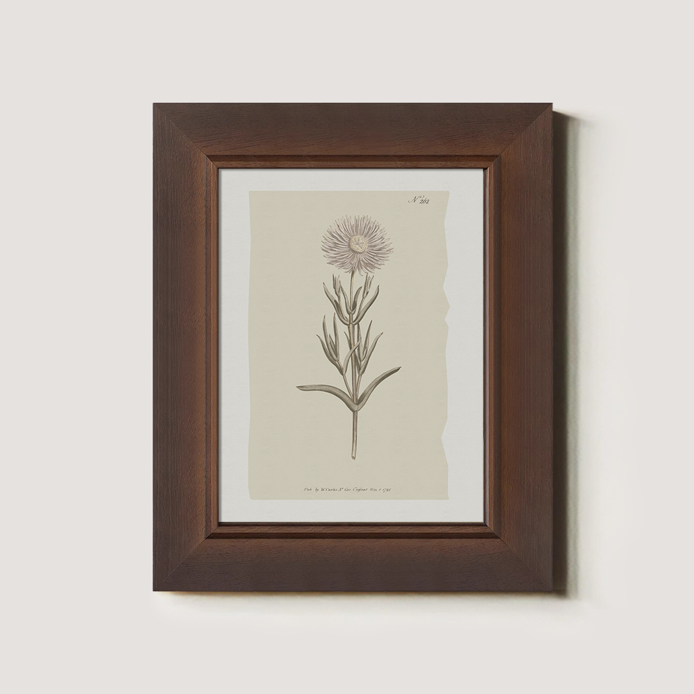 Vintage Onopordum Acanthium Botanical Etching