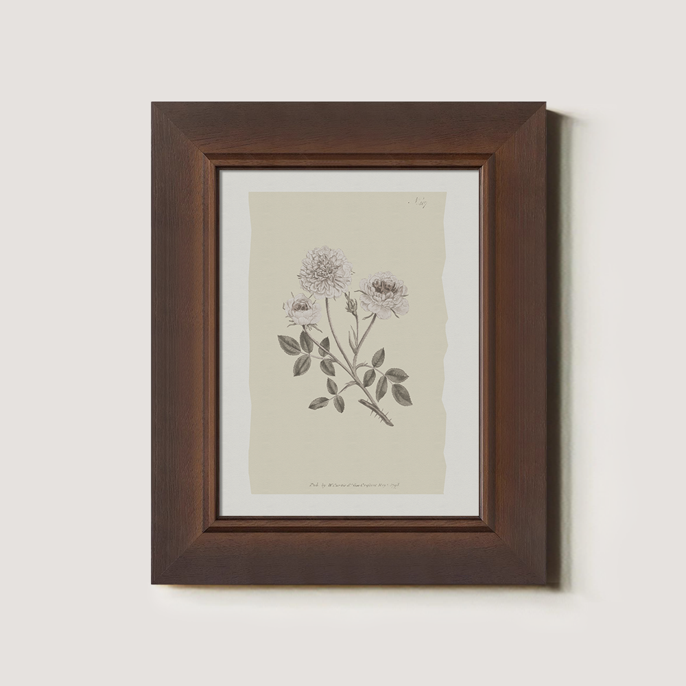 Vintage Rosa Centifolia Botanical Etching