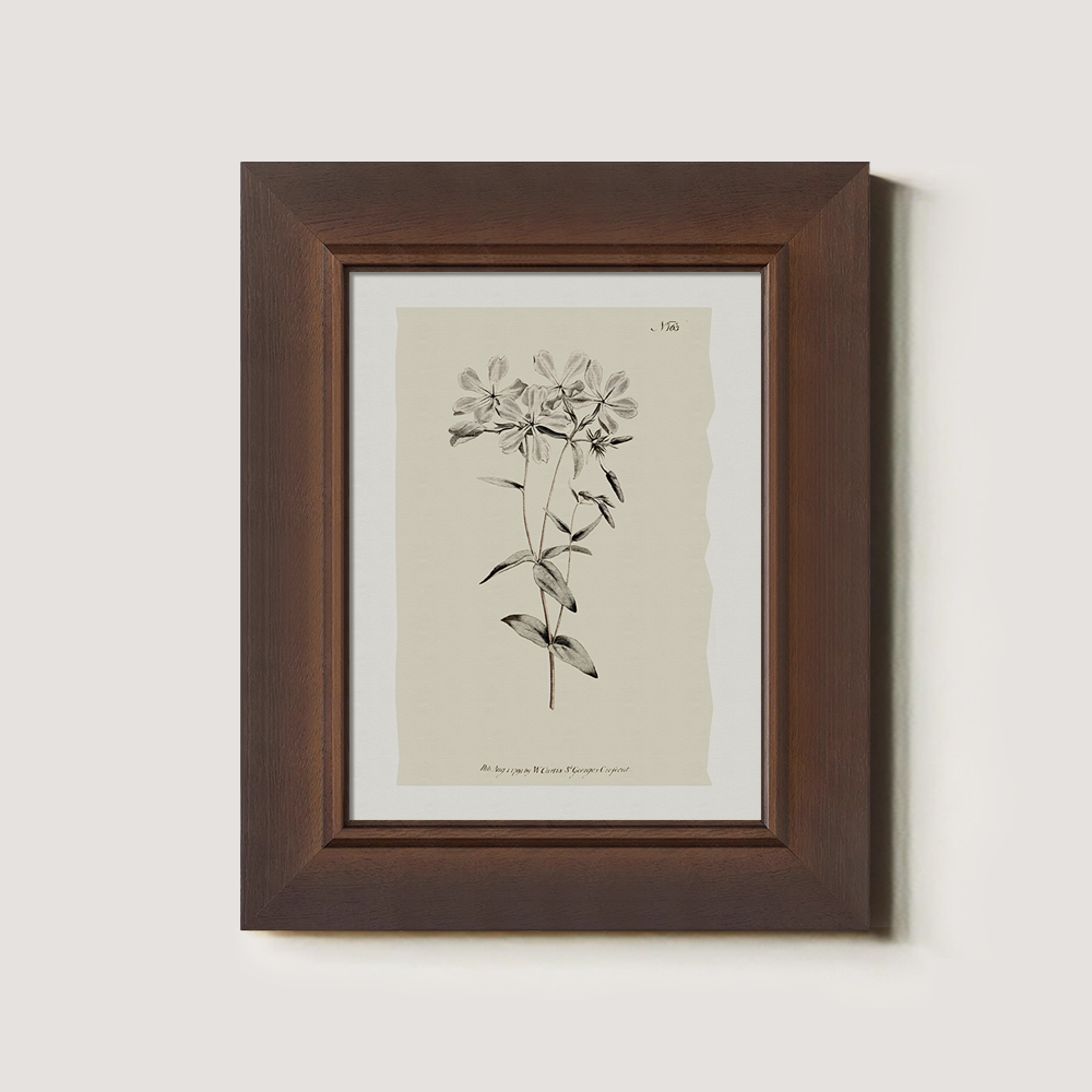 Vintage Stellaria Holostea Botanical Etching